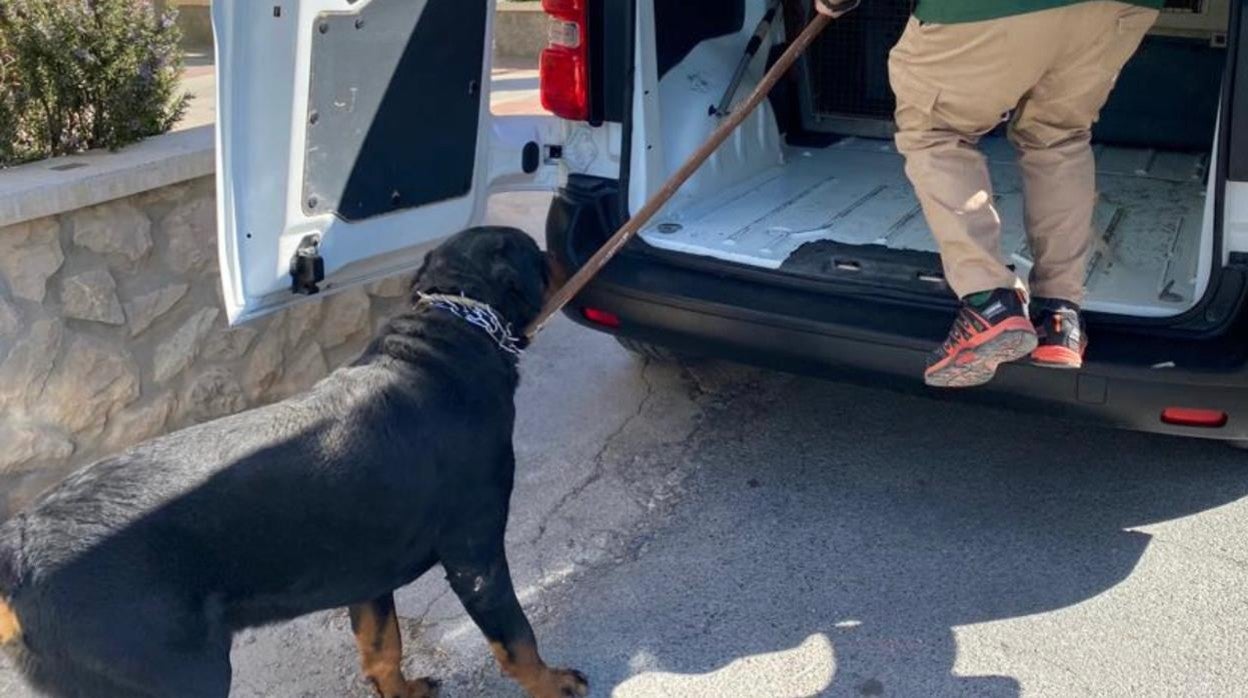 Uno de los Rottweiler rescatados en Elche