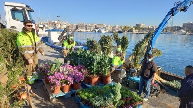 Alicante pone guapa la isla de Tabarca con 132.000 euros para árboles y bancos