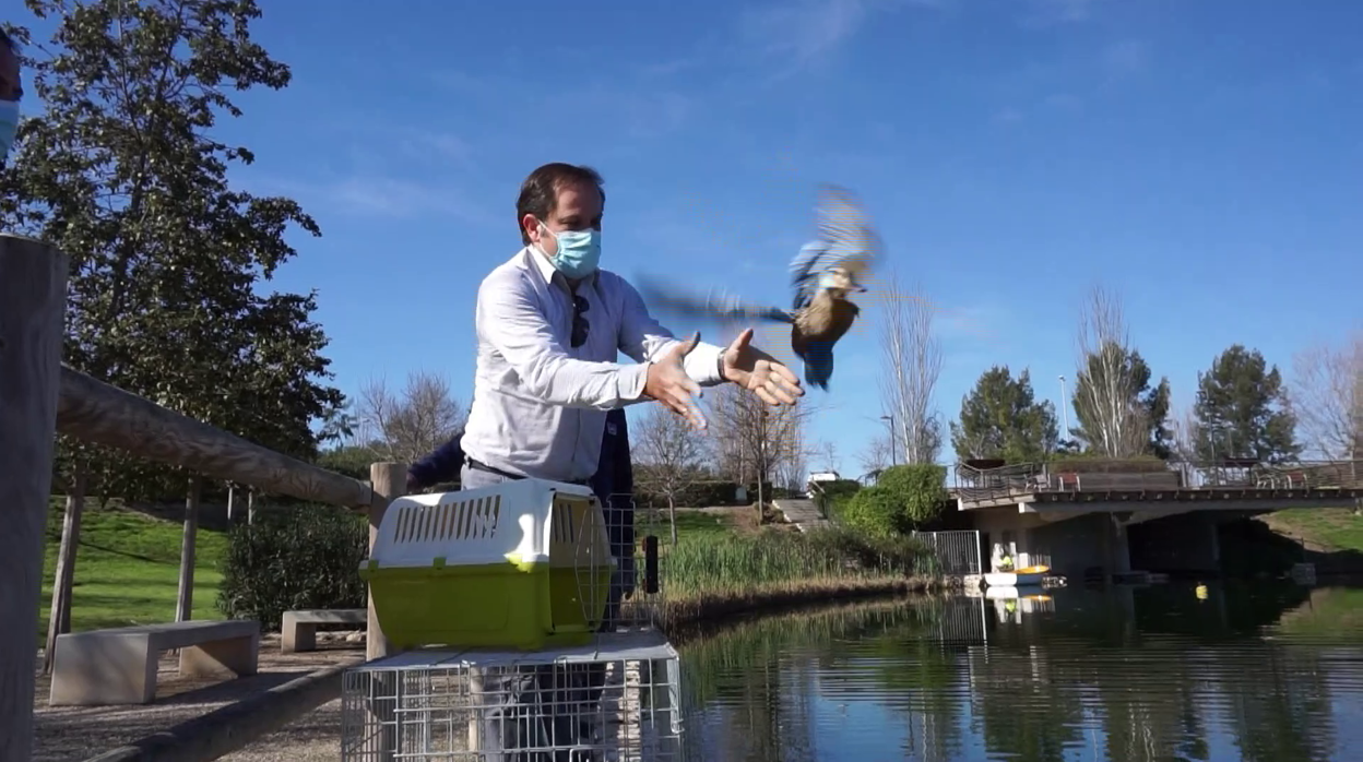 Un experto suelta una de las aves acuáticas en el Parque La Marjal de Alciante