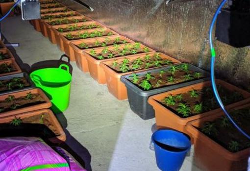Una plantación de marihuana en la Cañada Real