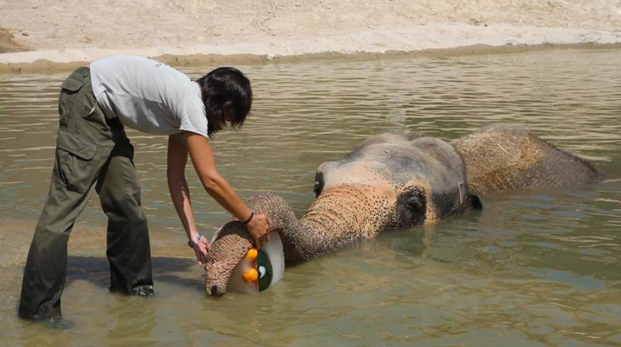 Personal de Terra Natura da de comer a la elefanta Petita