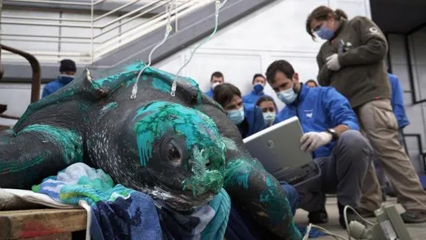 La tortuga laúd de 230 kilos que apareció en Murcia se devolverá al mar tras recuperarse en el Oceanogràfic de Valencia
