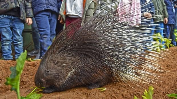 El Bioparc de Valencia abre el plazo de inscripción de la edición de Pascua de 'Expedición África'