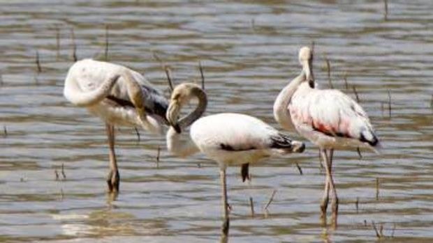 Los flamencos se quedan a vivir en el río Guadiela a su paso por Alcocer