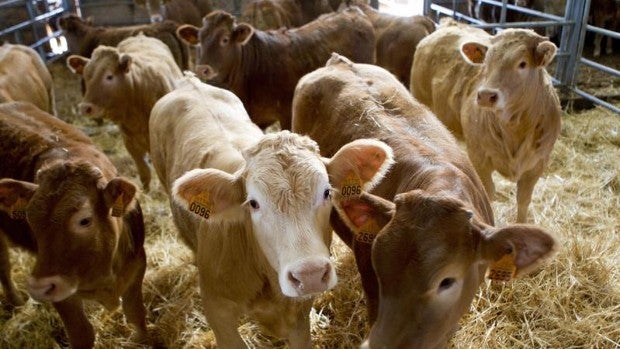 La industria cárnica vacuna acepta no pagar a los ganaderos por debajo del coste de producción