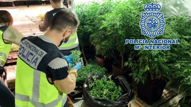 Cae en Elda y Petrer el clan de la marihuana: seis detenidos y más de 2.000 plantas