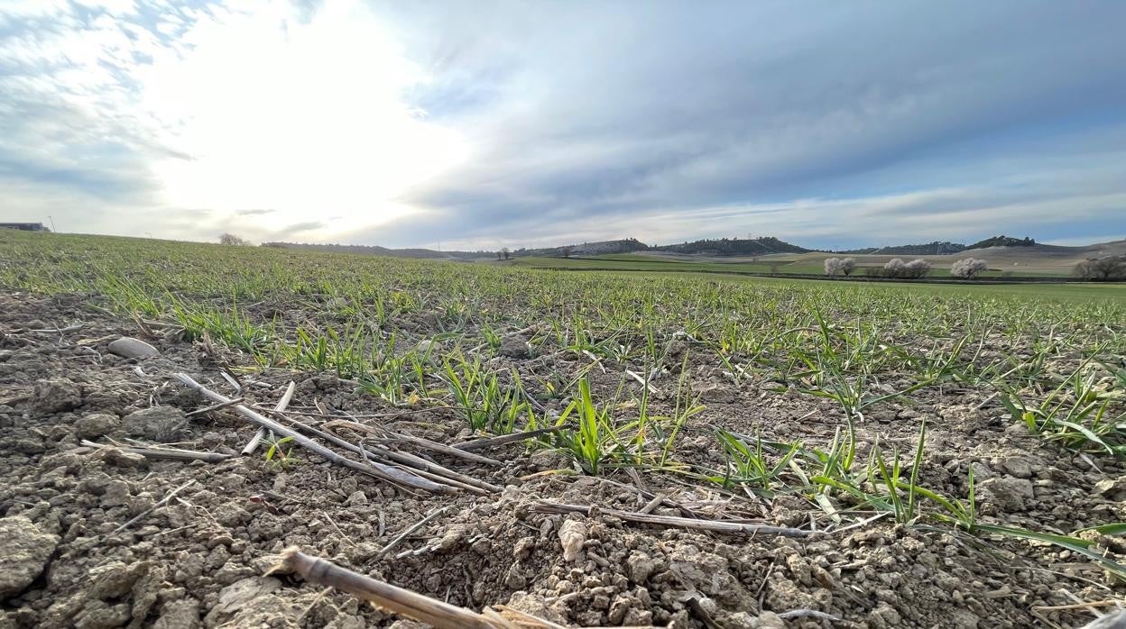 Campo cultivado en la provincia de Valladolid