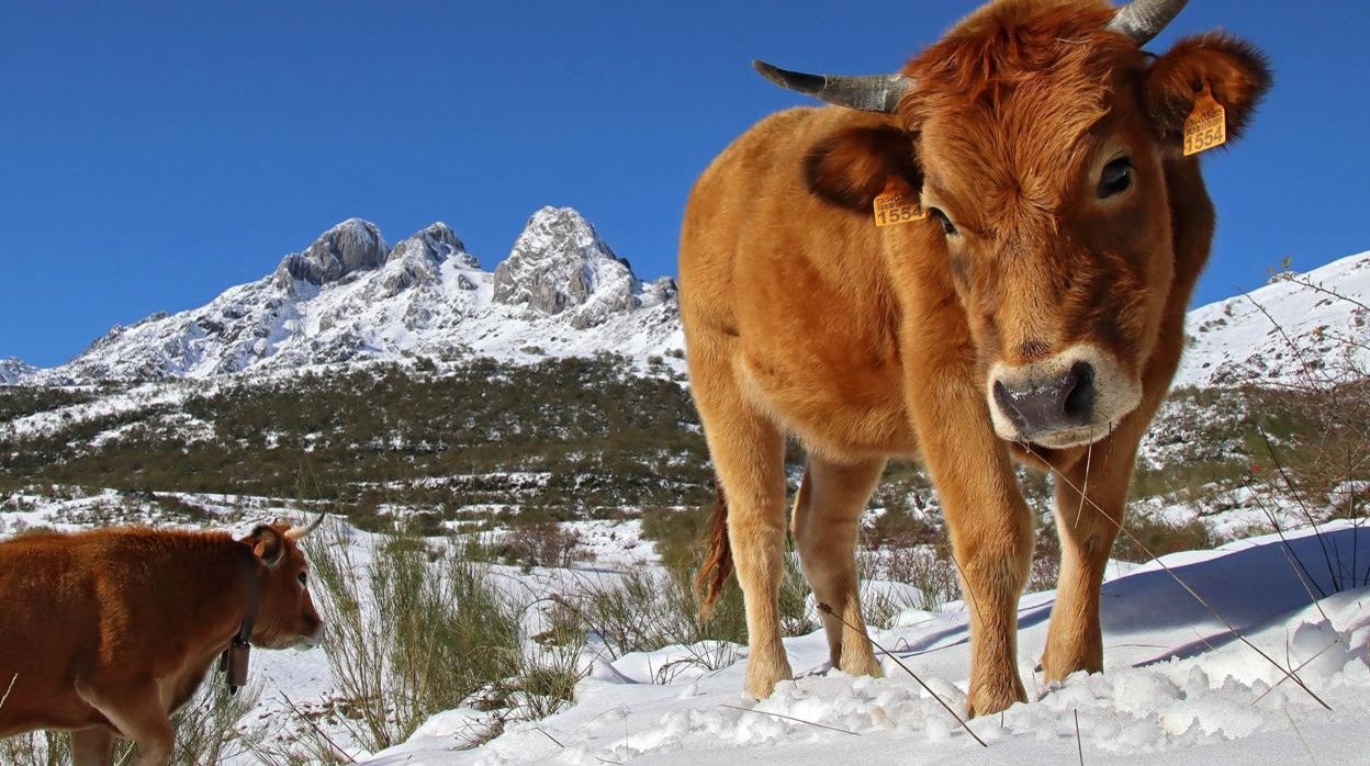 Nevada en la comarca de la Tercia, León