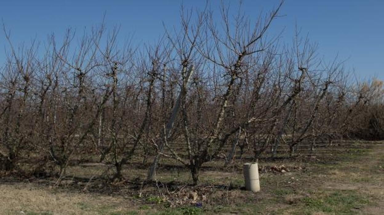 Cultivos a punto de florecer, hace poco más de un mes en la plana de Lérida