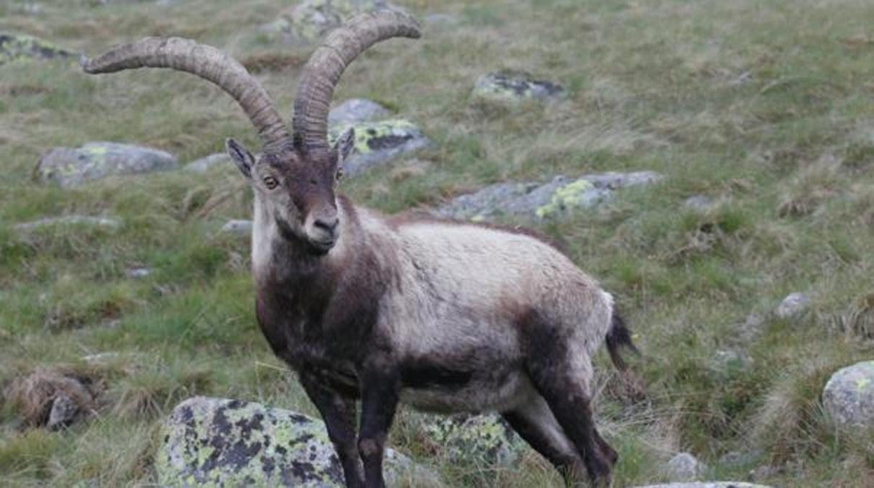 Ejemplar de cabra montés