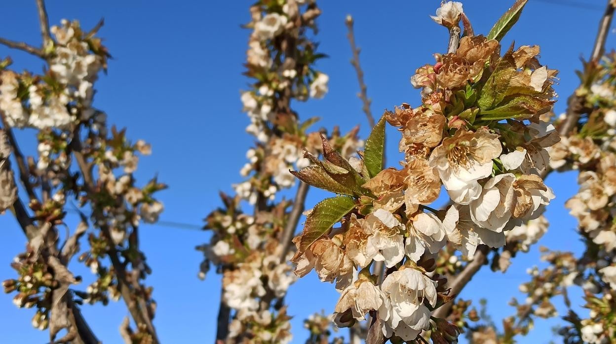 Cerezos en flor en El Bierzo dañados por la helada de esta noche de sábado