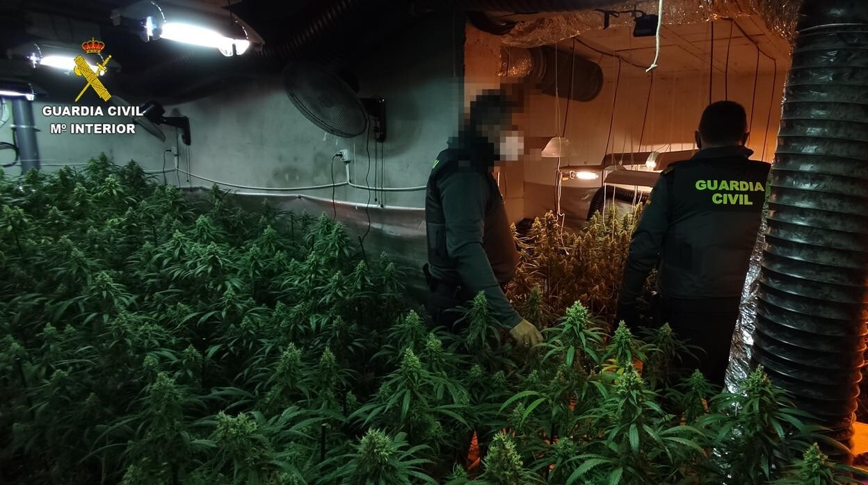 Detenidas dos mujeres en Erustes por cultivo de marihuana