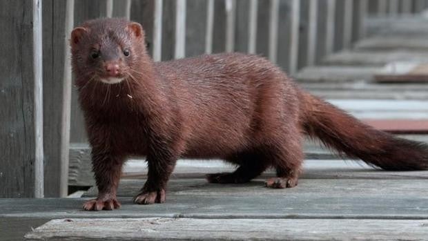 Detectan el primer caso de coronavirus en el mundo en una nutria salvaje de río en Valencia
