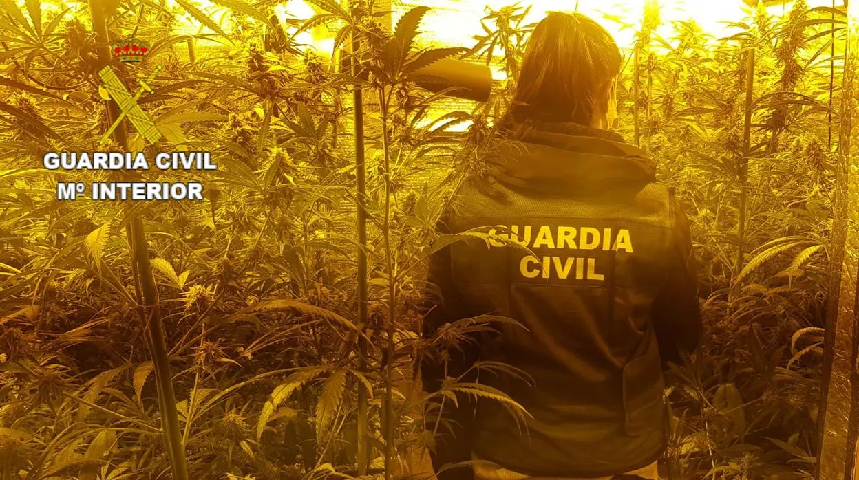 Una agente de la Guardia Civil encuentra una plantación de marihuana en Albalat dels Tarongers (Valencia)