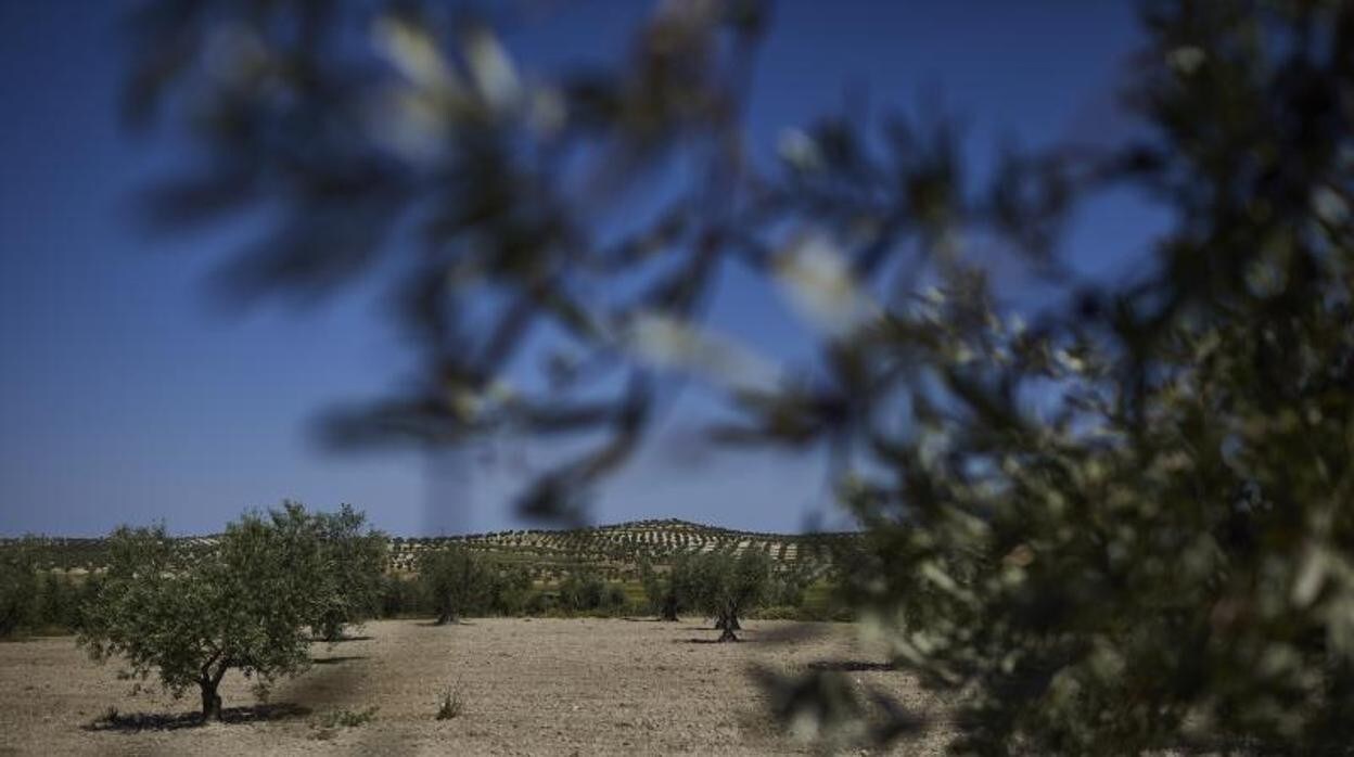 Imagen de archivo de un campo de olivos