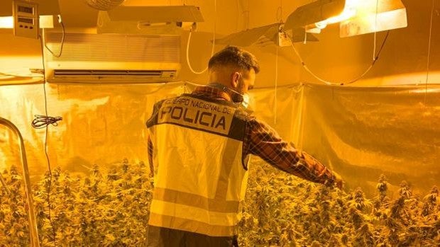 La Policía Nacional detiene a una mujer tras desarticular un laboratorio de marihuana en Torrent