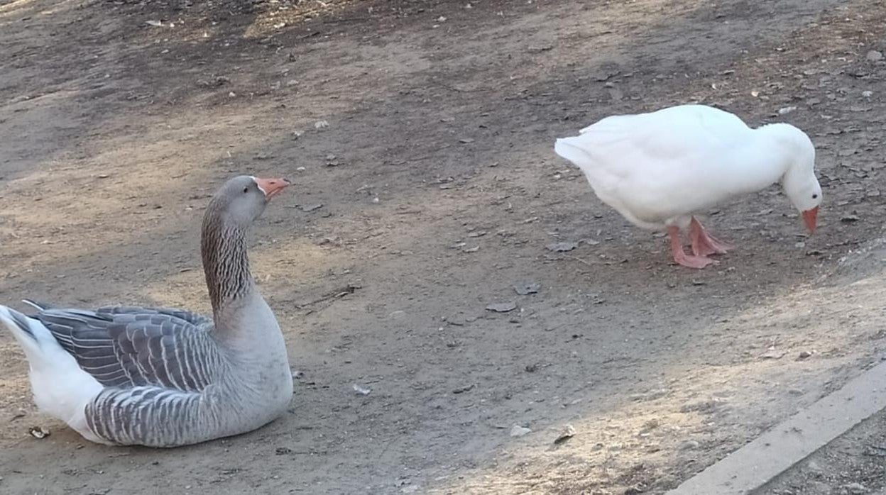 Ocas en los alrededores del parque de Las Moreras en Valladolid