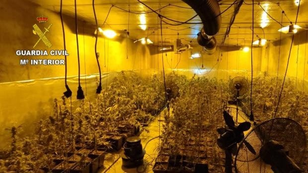 Un detenido tras intervenir 1.811 plantas de marihuana en La Puebla de Montalbán