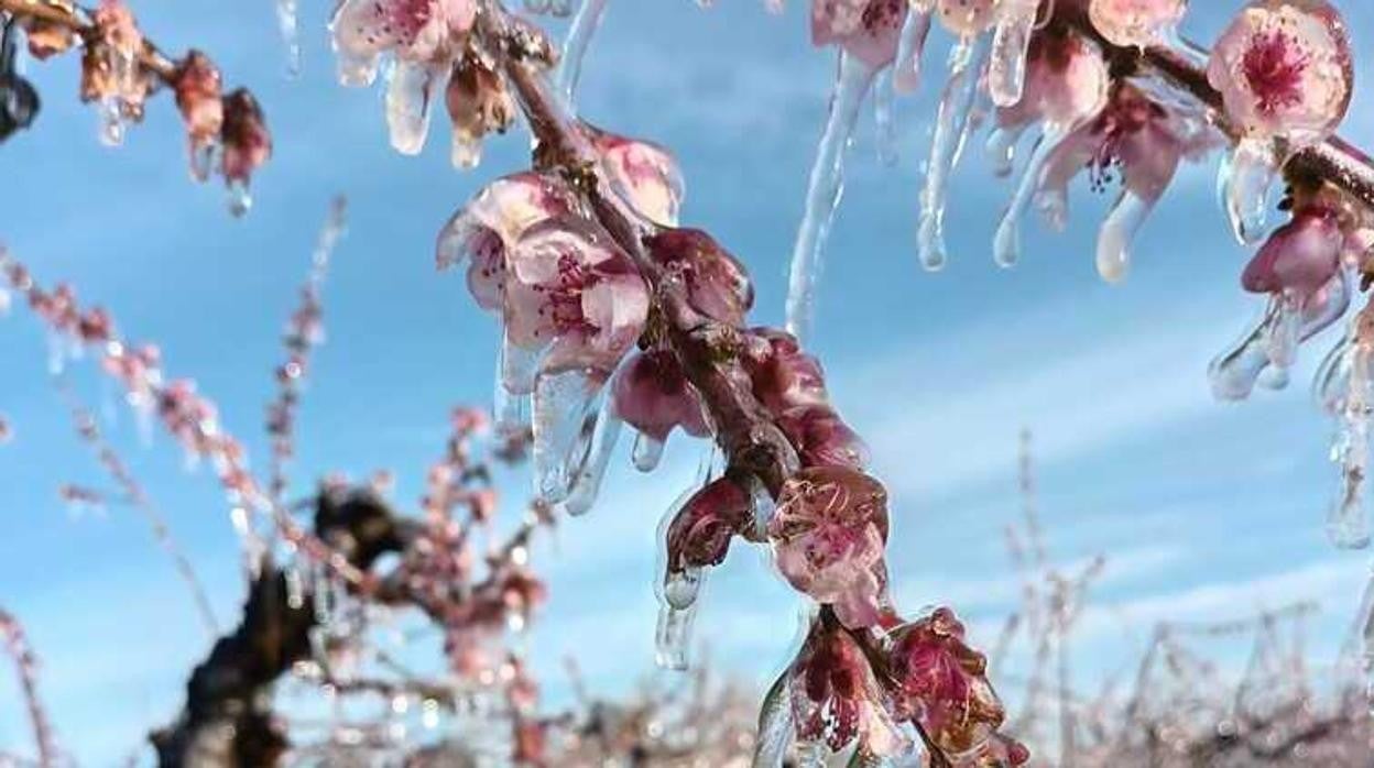 Almendros afectados por las heladas