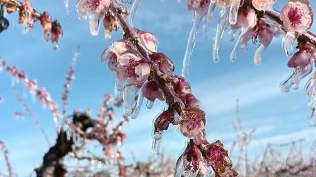 Las heladas de la pasada semana afectan a cerca de 60.000 hectáreas de almendros en Castilla-La Mancha