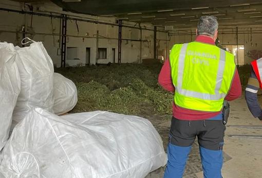 Desmantelan en Navarra la mayor plantación de marihuana de Europa