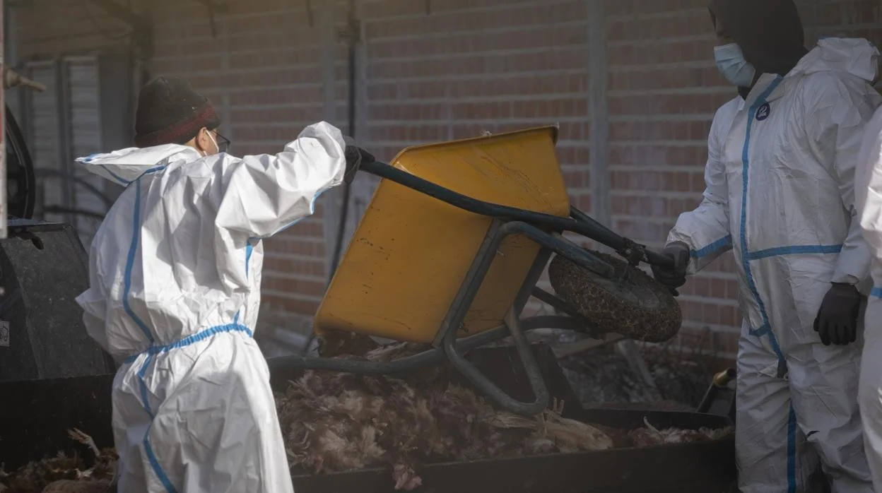 Retirada de los cadáveres de las gallinas afectadas por el brote de gripe aviar en en Íscar (Valladolid)