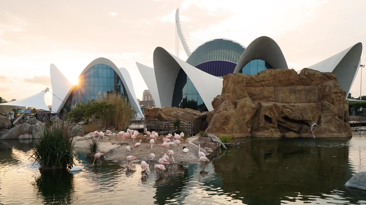 El Oceanogràfic de Valencia roza cifras de visitantes prepandemia durante la Semana Santa