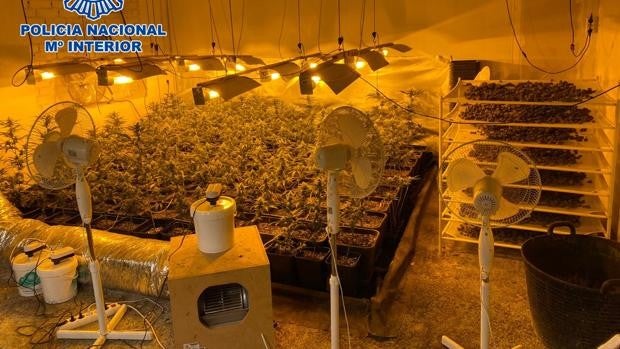 Desarticulada una red familiar de cultivo y tráfico de marihuana ubicada a las puertas de un instituto de Rivas