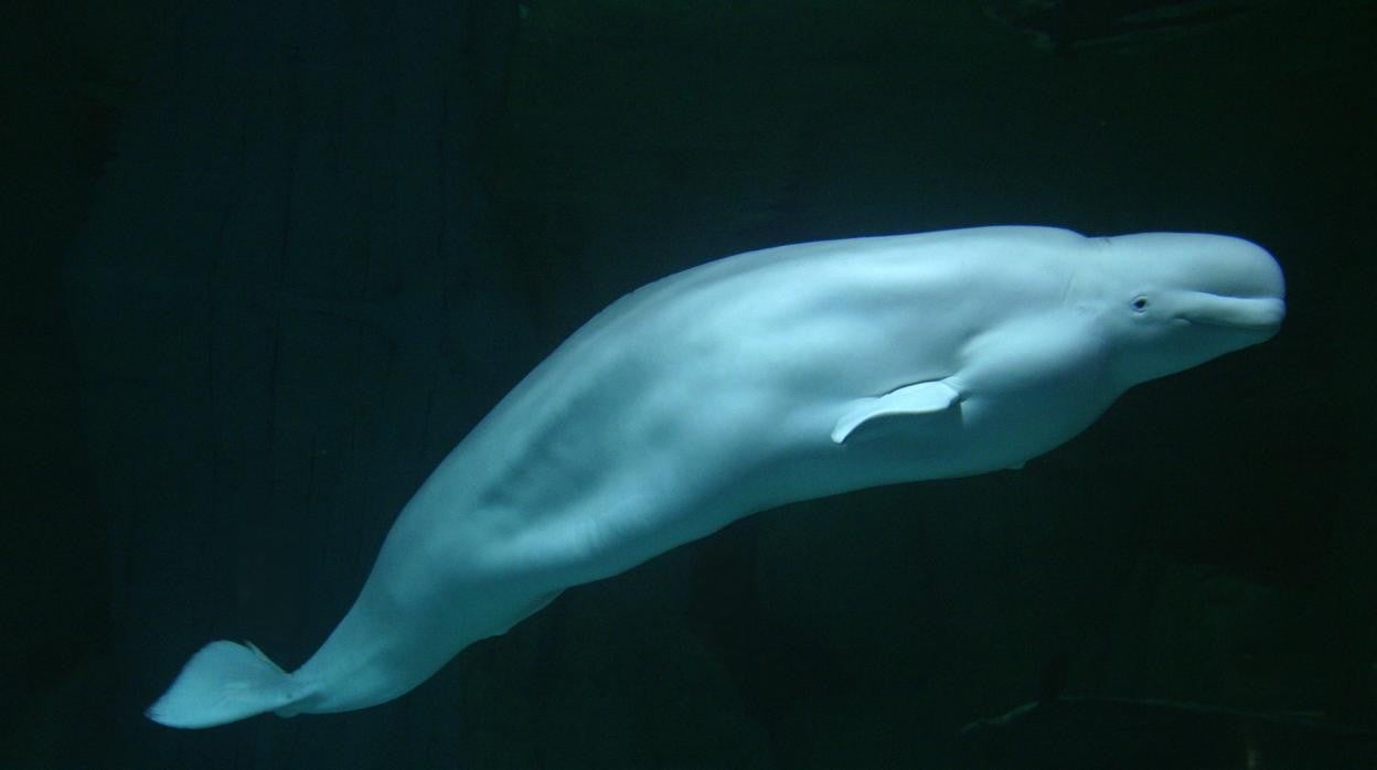 Imagen de Kairo, la beluga de sesenta años del Oceanogràfic de Valencia