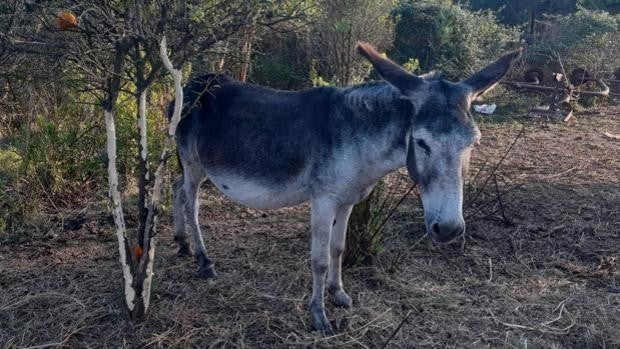 El misterio del caso de los burros muertos en Castellón: el baile de cifras de asnos fallecidos en un experimento