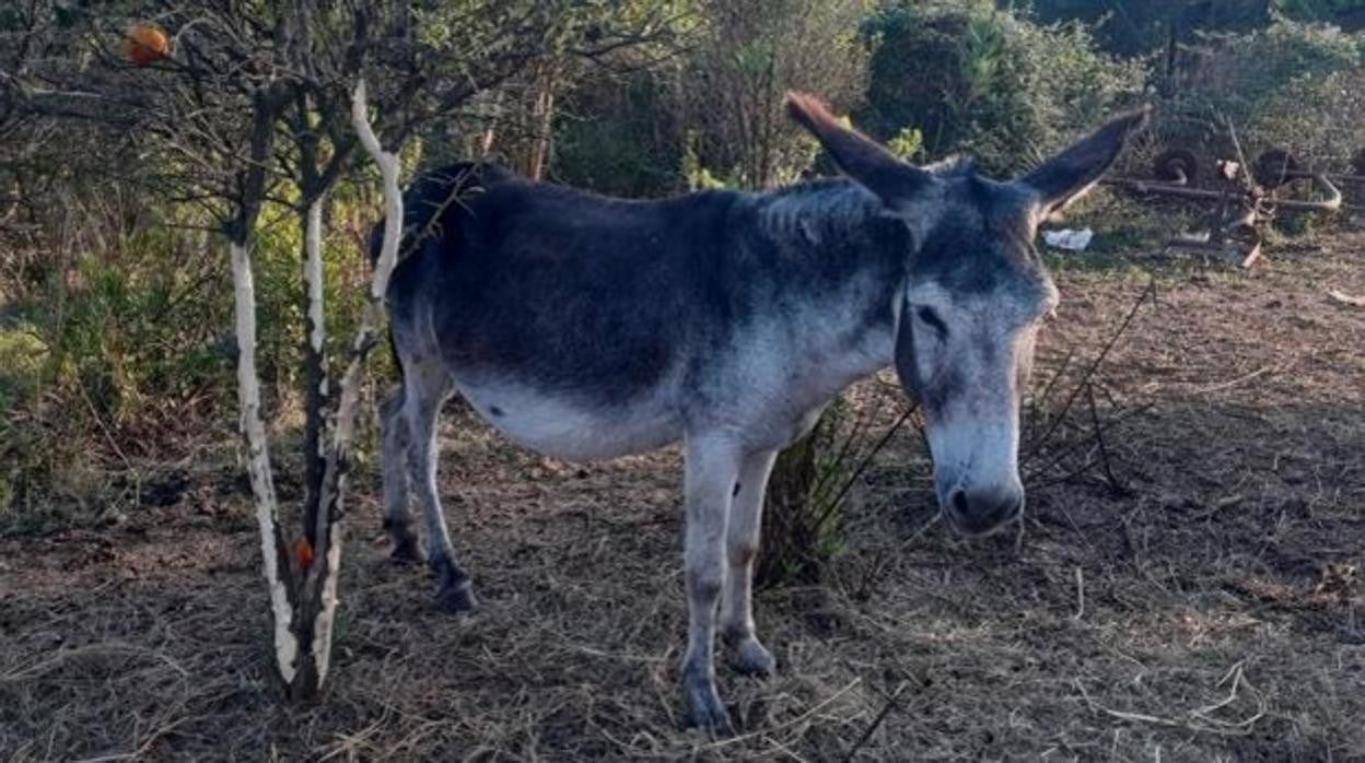 Imagen de uno de los burros utilizado por la Generalitat para la prevención de incendios