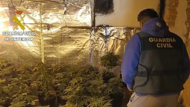 Cae una banda criminal dedicada al cultivo de marihuana en Valencia con 200 plantas incautadas