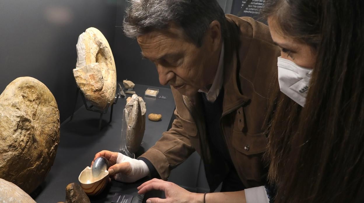 Vitrina con algunos de los fósiles donados por la familia Martín Lorenzo