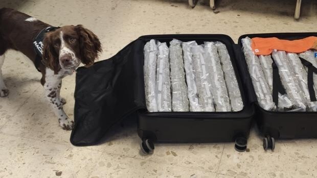 Detienen a una mujer en Valencia que facturó una maleta repleta de marihuana con destino a Londres