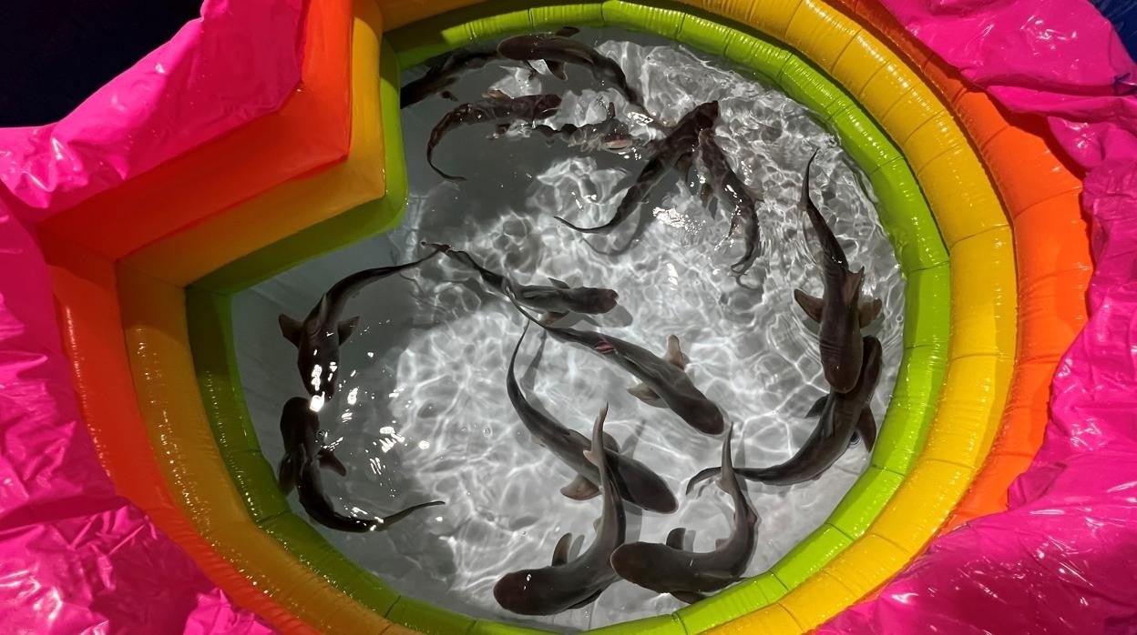 Imagen de las quince crías de tiburón gris nacidas en el Oceanogràfic de Valencia