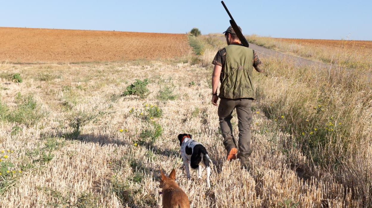Un cazador, junto a sus perros, en una jornada en los campos de Castilla y León