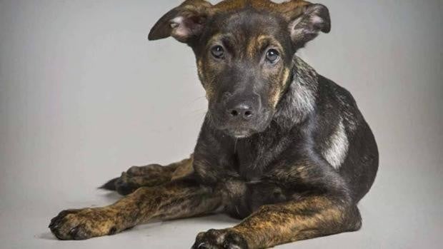 El matrimonio acusado de matar a su perro 'Cooper' a juicio tras tres aplazamientos