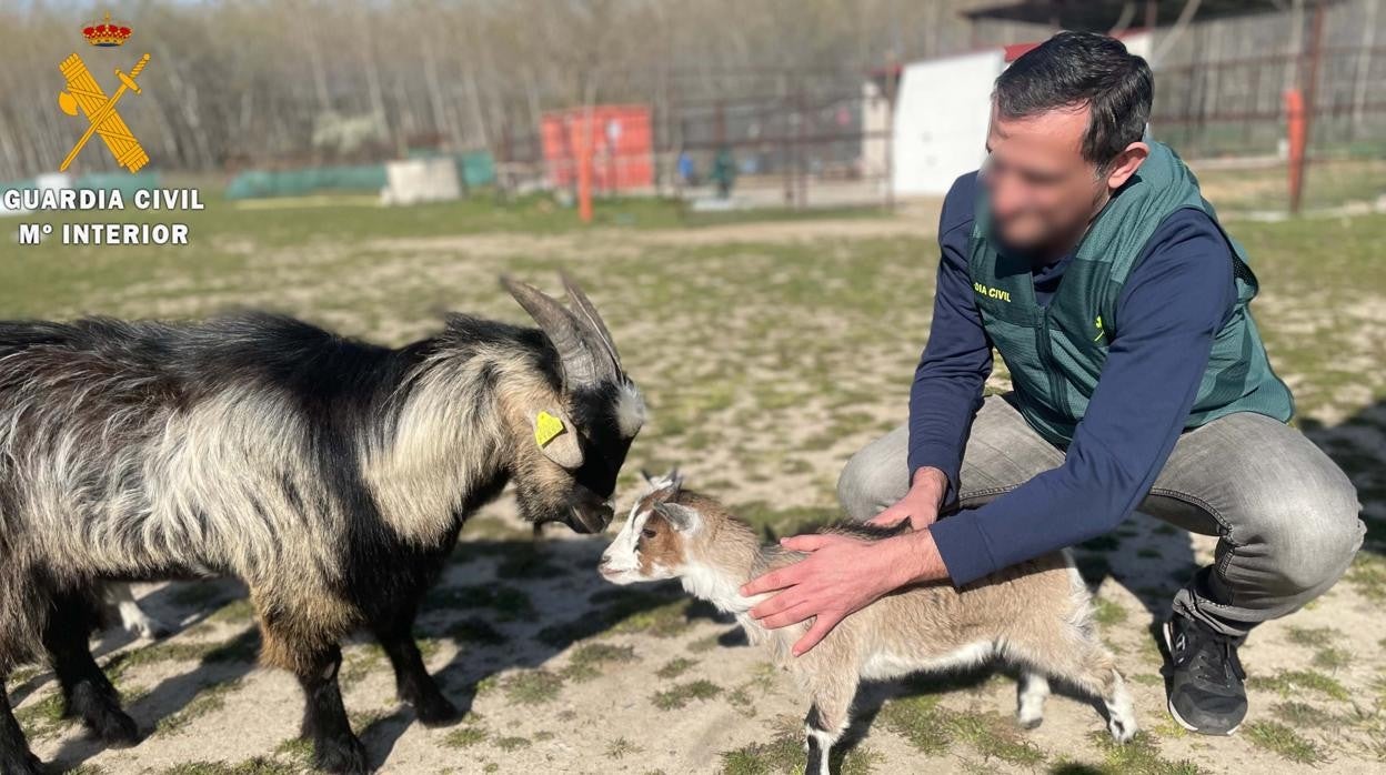 La cabra enana rescatada por la policía