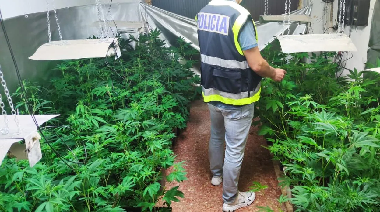 Imagen de una plantación de marihuana desmantelada por la Policía Nacional en Valencia
