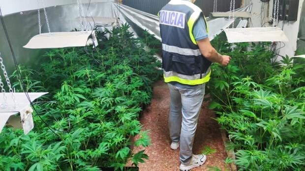 Desmantelan dos plantaciones de marihuana en Valencia y Godella y detienen a tres personas