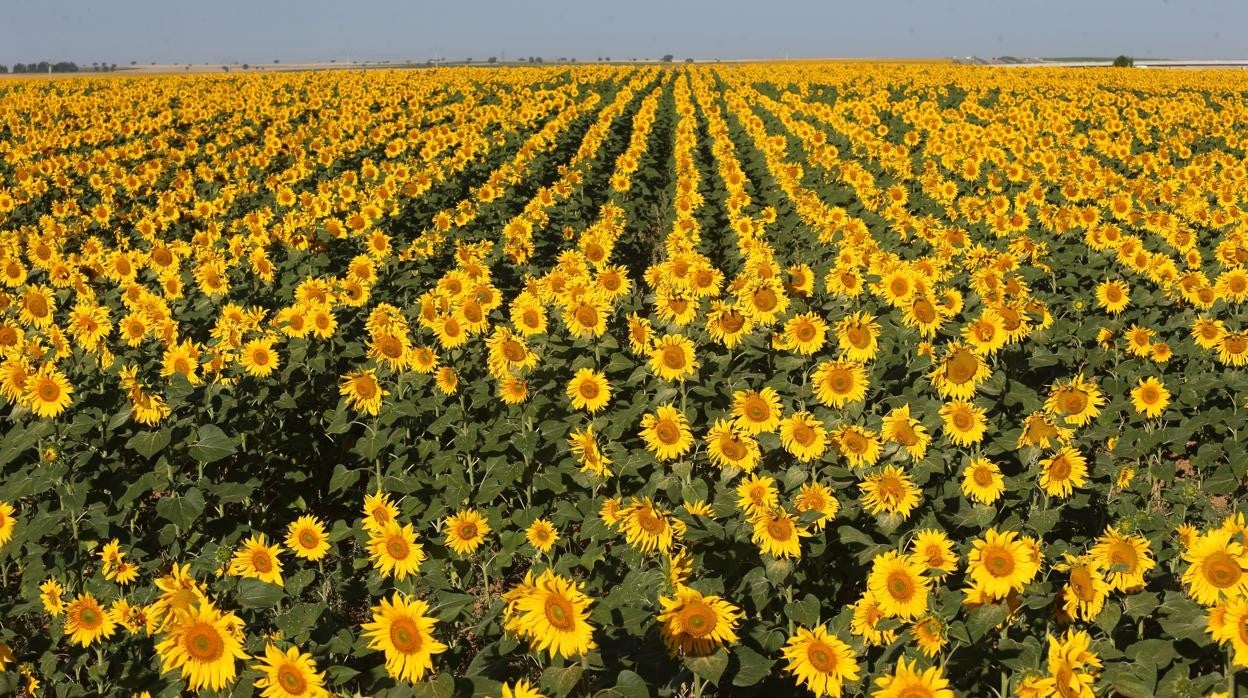 Campos sembrados de girasol en la provincia de Salamanca