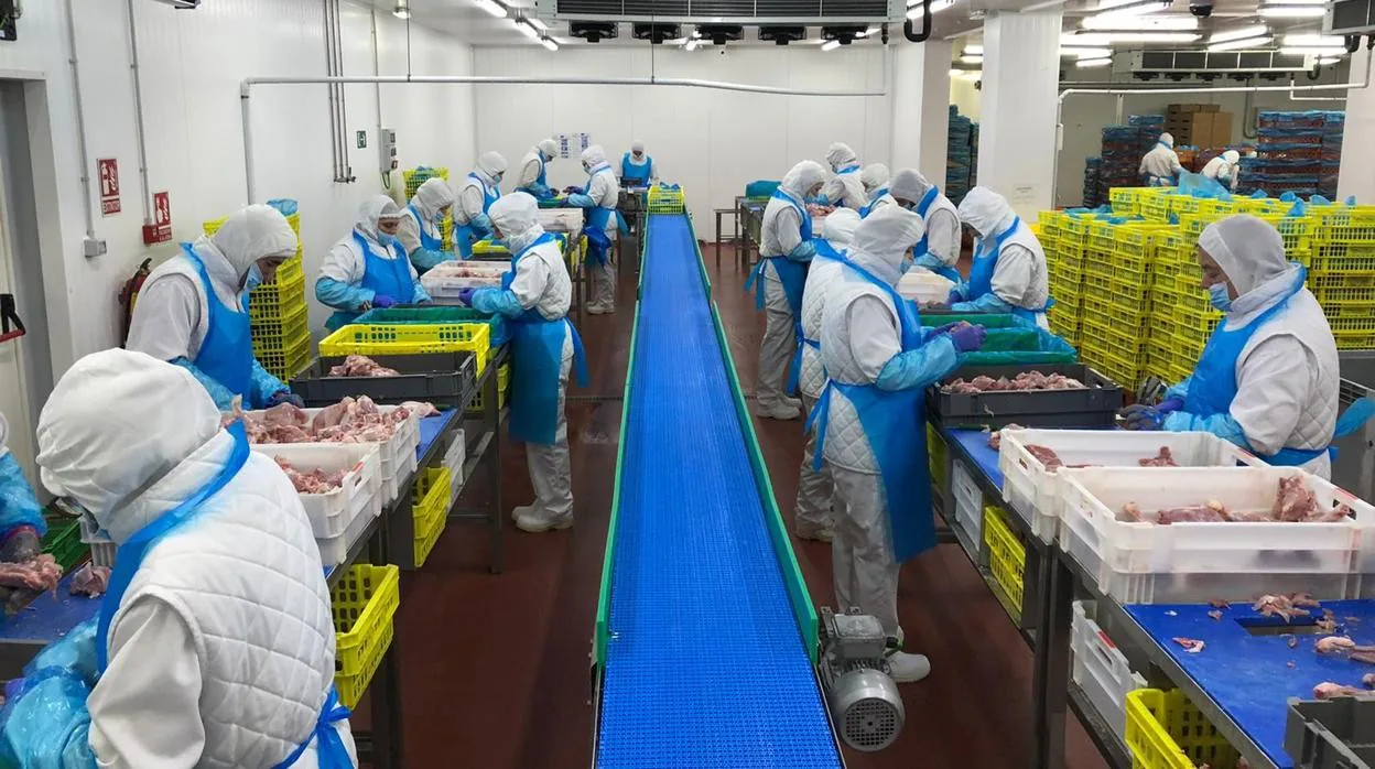 Avícola Galocha emplea a más de un centenar de trabajadores en sus instalaciones