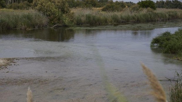 El Tajo a la salida de Aranjuez: viaje al punto negro de la contaminación en el río