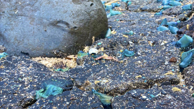 Qué es el 'Plastitar', la  contaminación marina del siglo XXI que ya ha llegado a Canarias