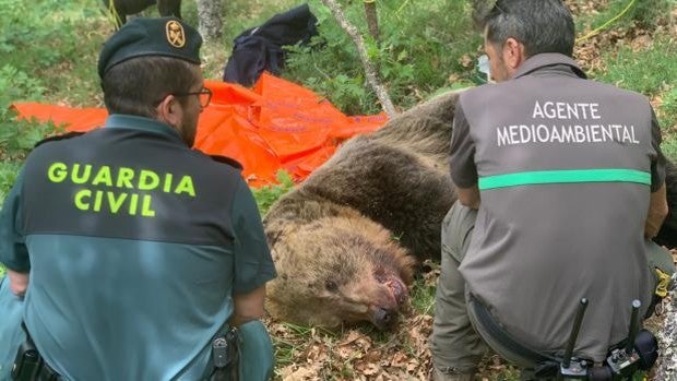 Muere un oso macho despeñado en la Montaña Palentina tras enfrentarse a una osa acompañada de su cría