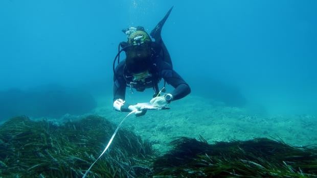 La Diputación de Alicante y el Instituto de Ecología Litoral inician la campaña en las praderas de Posidonia