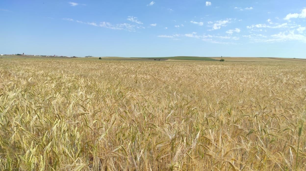 Tierra sembrada de cereal en la provincia de Segovia