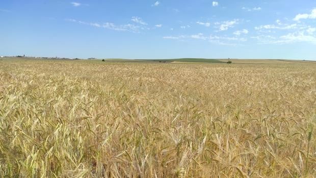 Agricultura prevé que la cosecha de cereal se quede en 5,6 millones de toneladas