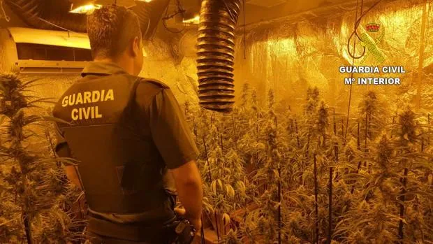 Intervienen 554 plantas de marihuana y detienen a un hombre en Los Navalucillos
