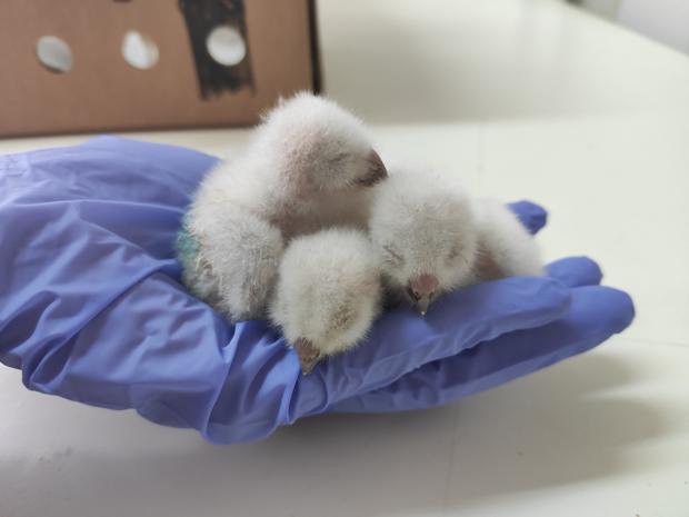 Uno de cada dos animales silvestres rescatados logra volver a casa